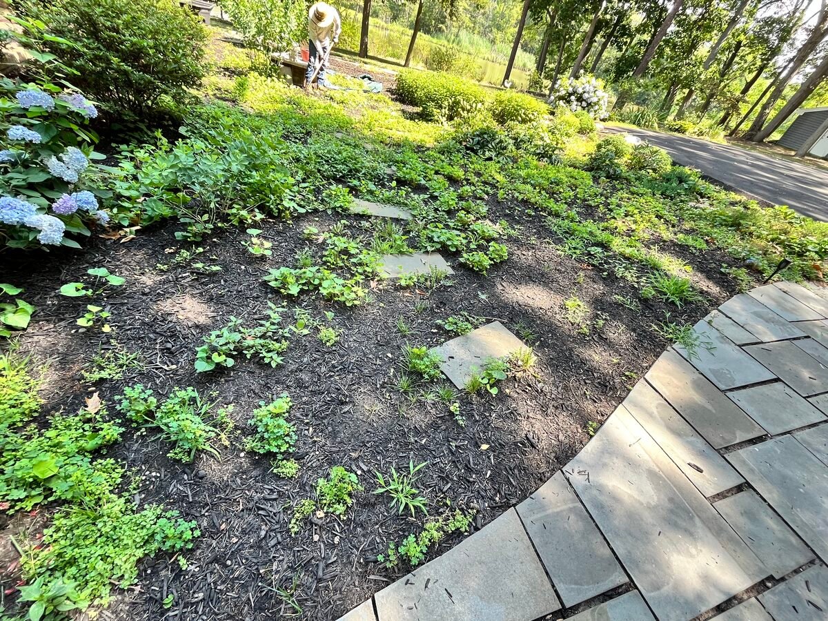 Before — overgrown garden bed in Easton MD