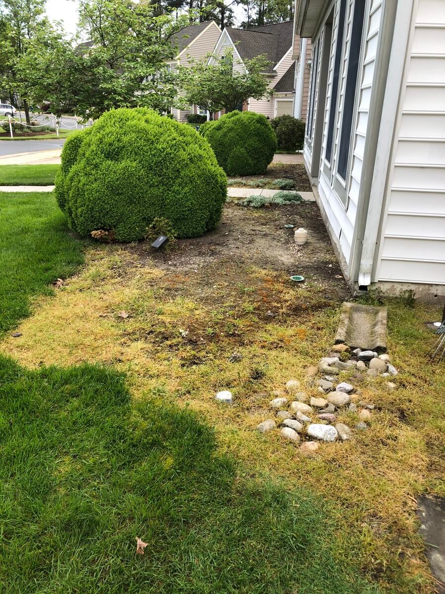 Before — overgrown property area