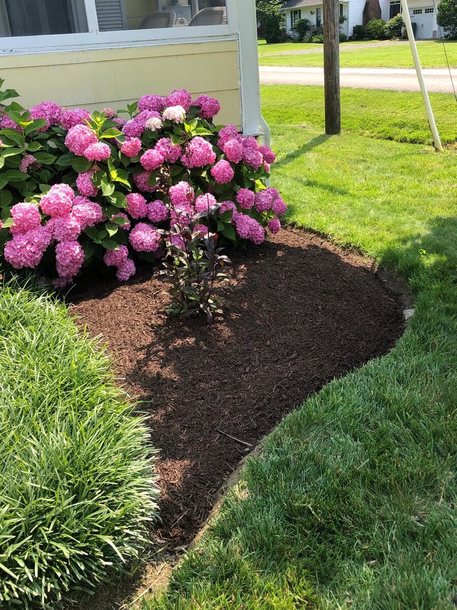 Hydrangea garden bed with fresh mulch — Eastern Shore